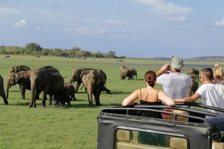 Wildlife Safari in Udawalawe National Park